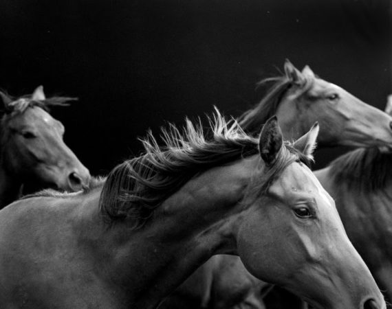 NeilLatham AmericanThoroughbred preview