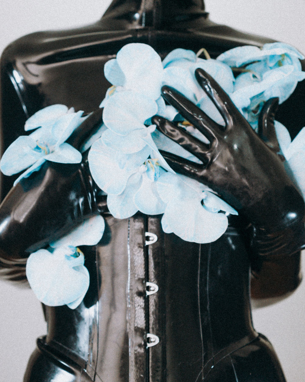 helena calmfors blue orchid 2024 11x14 800